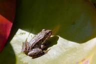 frog-lily-pad-green-water-close-455238.jpg