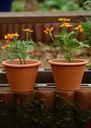 flowerpot-on-wood-table.jpg