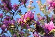 saucer-magnolia-magnolia-tree-997279.jpg