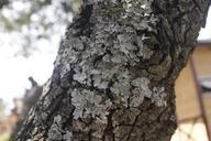 trunk-trunk-fungi-wood-tree-936102.jpg