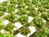 farm-market-hydroponic-produce-1554327.jpg