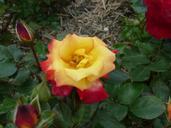 yellow-red-rose-flower-flowers-968735.jpg