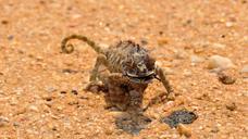 chameleon-africa-namibia-landscape-1170044.jpg