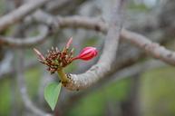 bud-flower-pink-springtime-floral-193103.jpg