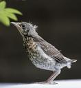 sparrow-bird-animal-nature-wild-861964.jpg