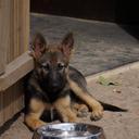 puppy-dog-kennels-german-shepherd-201181.jpg