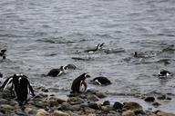 fishing-penguins-animal-cute-tux-279600.jpg