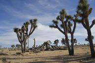 Joshua_trees_(Yucca_brevifolia)_along_Park_Boulevard.jpg