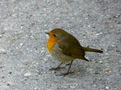 robin-bird-animals-95987.jpg