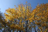 park-forest-autumn-tree-foliage-425851.jpg