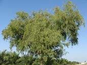 acacia-karnataka-india-tree-289159.jpg