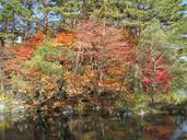 autumn-autumnal-leaves-arboretum-999306.jpg