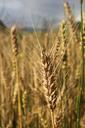 agriculture-bread-cereals-close-up-87911.jpg