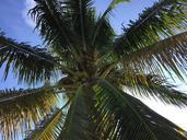 palm-tree-fronds-sun-sky-coconuts-598945.jpg