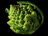 Fractal Broccoli.jpg