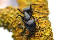 ant-insect-macro-nature-antenna-790354.jpg