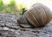 snail-shell-mollusk-nature-animal-1254373.jpg