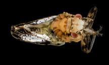 citrus_psyllid,_u,_hand_sand,_ft_detrick_2014-05-01-10.16.52_ZS_PMax.jpg