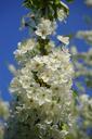 cherry-blossoms-flowers-white-tree-324513.jpg