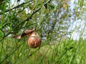 snail-home-depend-on-shell-tree-1224272.jpg