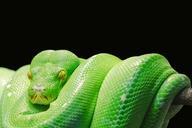 green-tree-python-python-tree-python-543243.jpg