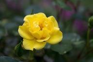 yellow-rose-yellow-rose-petal-1416518.jpg