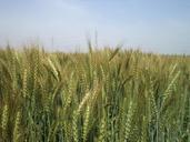 wheat-plant-wheat-field-wheat-951197.jpg