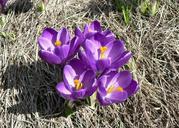 Purple crokus flowers crokus vern.jpg