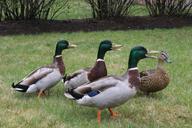 ducks-mallard-bird-wildlife-animal-560377.jpg