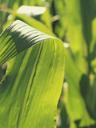 corn-cornfield-leaves-green-field-880494.jpg