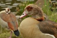 goose-nile-goose-bird-waterfowl-1506794.jpg