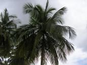 palm-trees-sky-scenery-plant-356197.jpg