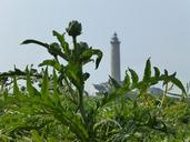 brittany-landscape-artichoke-733329.jpg