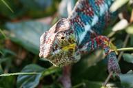 chameleon-lizard-insect-eater-885595.jpg