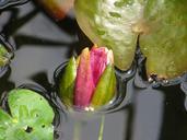 water-lily-pond-bud-aquatic-plant-427804.jpg