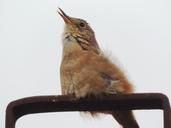 sparrow-birdie-nature-bird-roof-460742.jpg