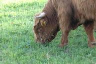 cow-beef-bull-highlands-fur-brown-530312.jpg