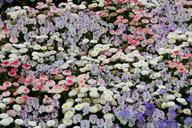 violet-daisy-geese-flower-flowers-1405473.jpg