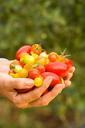 tomatoes-handful-ripe-fruit-food-647757.jpg