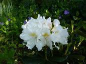 rhododendron-blossom-bloom-white-340958.jpg