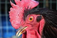 rooster-bird-animal-chicken-75527.jpg