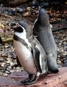 penguins-birds-animal-water-bird-585059.jpg