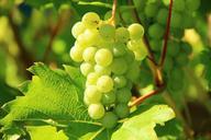 grapes-wine-fruit-vines-276070.jpg