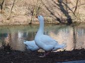 geese-animals-white-livestock-bird-1061703.jpg