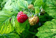 raspberry-berry-fruit-food-fresh-1478038.jpg