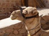 camel-egypt-animal-transport-421345.jpg