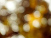 bokeh-autumn-nature-fall-yellow-481436.jpg