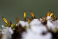 new-zealand-moss-winter-snow-cold-218018.jpg