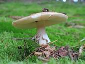 mushroom-forest-autumn-nature-631700.jpg