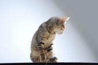 pet-cat-small-cat-melancholy-882449.jpg